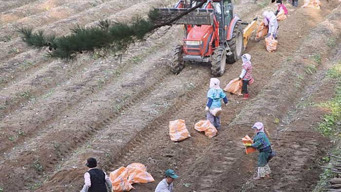 Làm đất để trồng nhân sâm tươi Hàn Quốc
