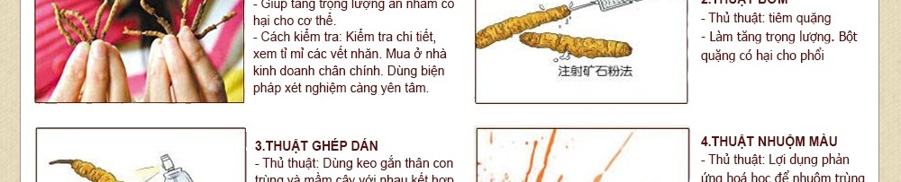 con đông trùng hạ thảo tây tạng