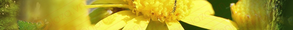 Địa chỉ bán phấn hoa rừng núi tại hà nội, tp hcm