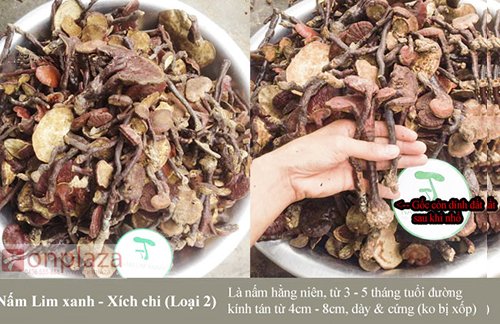 phân biệt nâm linh chi xanh 7