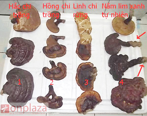 phân biệt nâm linh chi xanh 2