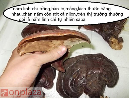 phân biệt nâm linh chi xanh 1