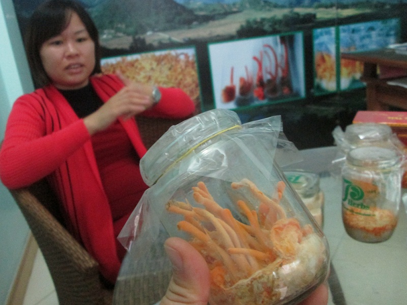 Cẩn trọng khi mua đông trùng hạ thảo Việt nam