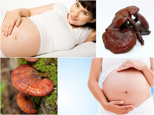 Phụ nữ mang thai có nên sử dụng nấm linh chi để bồi bổ?