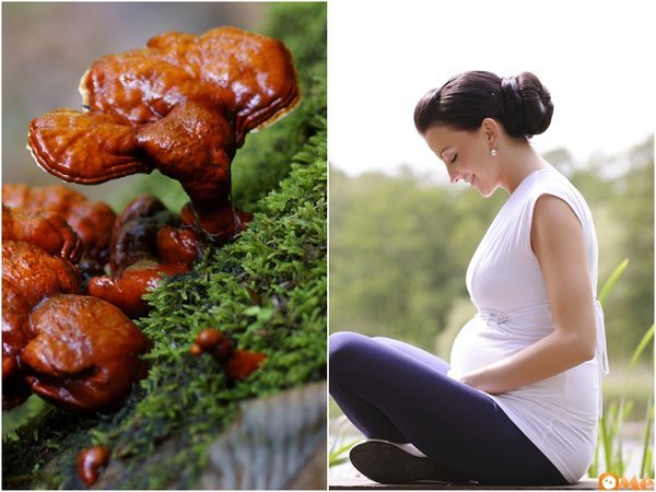 Phụ nữ mang thai trên 4 tháng có thể dùng nấm linh chi