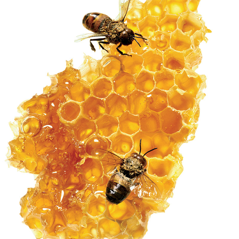 Mật ong nguyên chất từ thiên nhiên