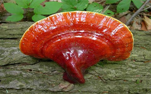Nấm linh chi tai đỏ Hàn Quốc