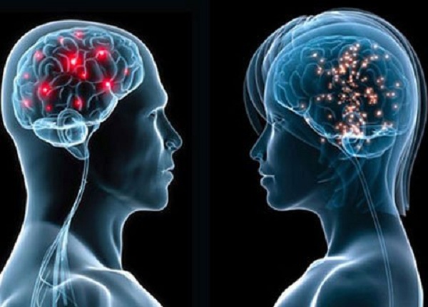 Nhân sâm có tác dụng tốt với hệ thần kinh giúp tăng trí nhớ chống lão hóa