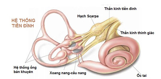 Hệ thống tiền đình