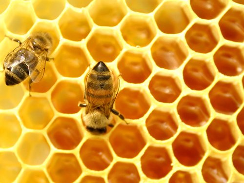 Mật ong  giúp tăng cường sức khỏe, chống lão hóa, làm đẹp da