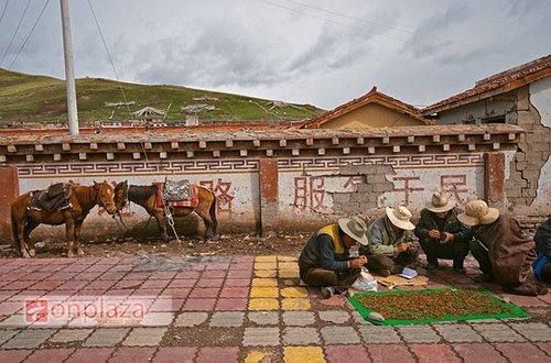 Buôn bán đông trùng hạ thảo tại Tây Tạng