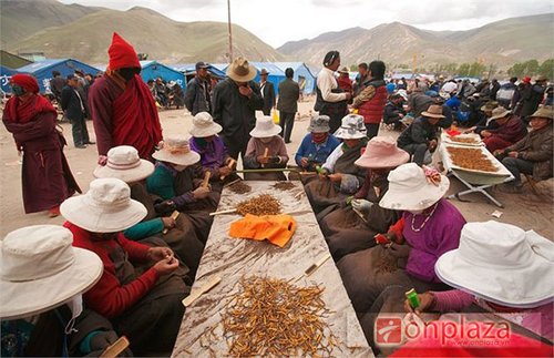 Buôn bán đông trùng hạ thảo tại Tây Tạng 3