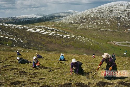 Tìm kiếm đông trùng hạ thảo trên cao nguyên Tây Tạng