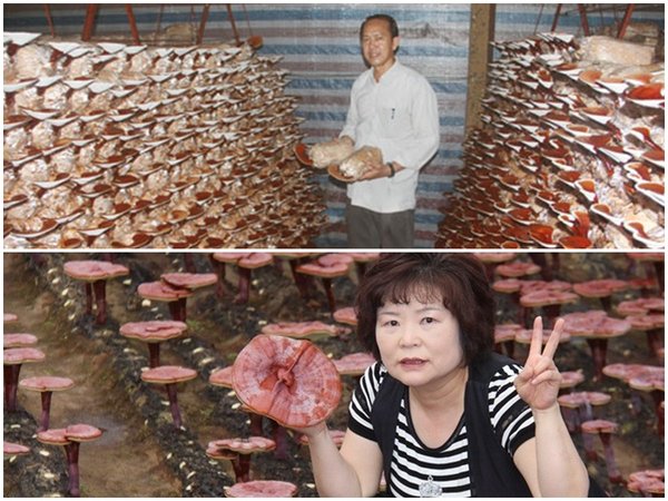 Có nhiều điểm khác nhau giữa nấm linh chi Việt Nam và Hàn Quốc