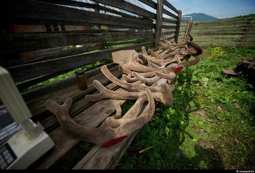 Nhung hươu mới cắt tại vùng núi Altai Sibiri của Nga