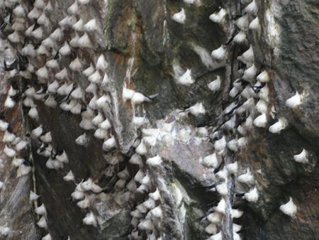 Theo quan sát của các nhà khai thác yến sào kinh nghiệm,  chim yến gần lối vào của các hang động có tổ yến màu trắng